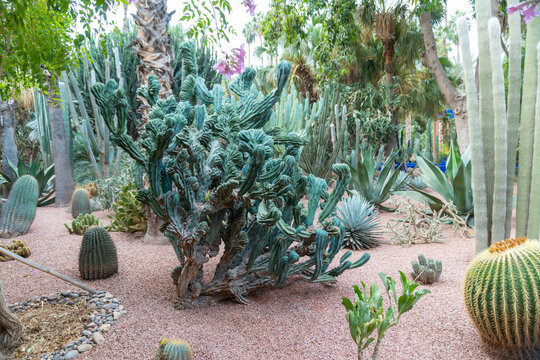 Photo of different types of plants from the Majorelle Garden in the city of Marrakech. Cloudy day.