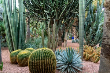 Photo of different types of plants from the Majorelle Garden in the city of Marrakech. Cloudy day.