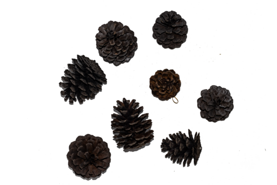 some pine nut shells