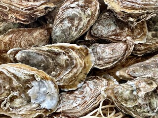 Huîtres dans une bourriche