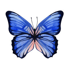 Blue butterfly. Watercolor illustration of a flying insect. Isolated white background. For background design, cards, stickers