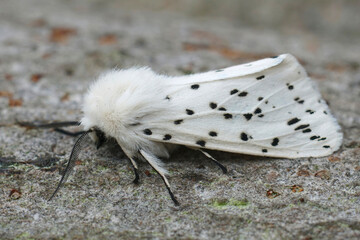 Closeup on a white ermine moth, Spilosoma lubricipeda sitting on a piece of wood in the garden