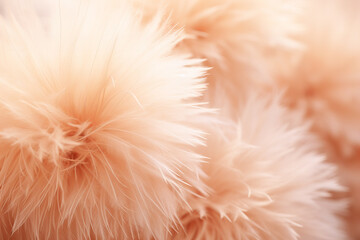 close up detail of fluffy flower in pastel peach color