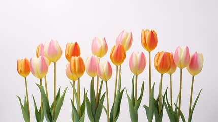 Vibrant tulips on a white background