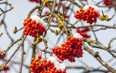 ash berry covered in snow background winter mood photo 4k rowan berries under the snow