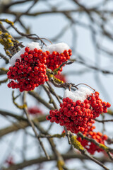 ash berry covered in snow background winter mood photo 4k rowan berries under the snow