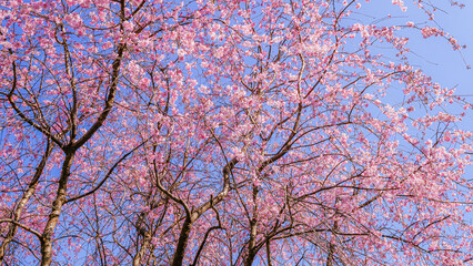 桜と空