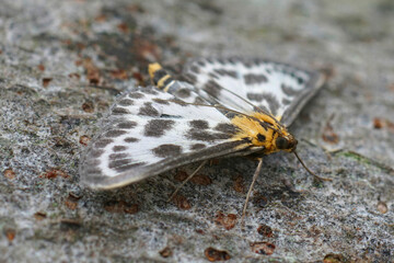 Fototapeta na wymiar Closeup on the colorful small magpie moth, Anania hortulata sitting on wood with spread wings