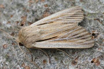 Closeup on a fresh emerged shoulder-striped wainscot moth, Leucania comma on a piece of wood in the...