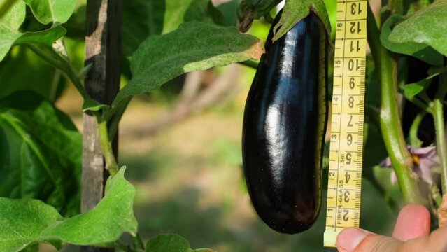 Growing eggplant being measured with a measuring tape, close-up