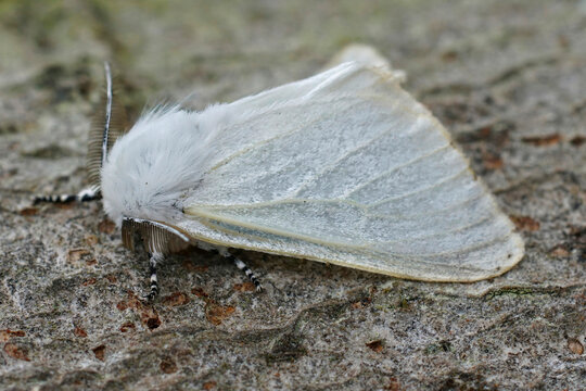 Closeup on the European white satin moth Leucoma salicis sitting on wood