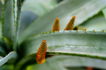 Emerging Bloom in the Cactus Garden