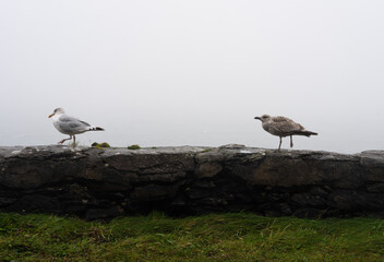 Two single seagulls walking on a small wall next to the cliff on a coastline on the Irish coast on...