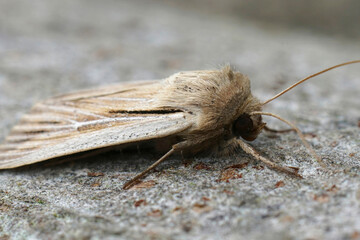 Closeup on a fresh emerged shoulder-striped wainscot moth, Leucania comma on a piece of wood in the garden