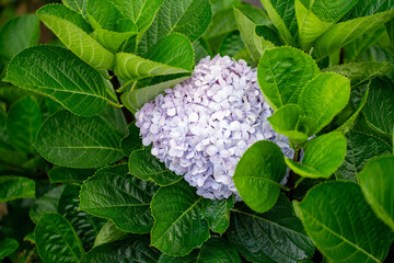 Hydrangea macrophylla