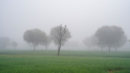 Acacia trees in farmland in Sussex, on a misty winter's morning. Fog in agriculture wheat field at India. Its shows environment view.