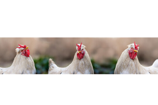 Composite of three roosters in garden