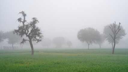 Acacia trees in farmland in Sussex, on a misty winter's morning. Fog in agriculture wheat field at...