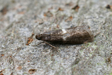Closeup on a small Pyralidae moth, the white striped Elegia similella sitting on wood