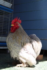 Portrait mini Cochin chicken in Pet Cafe.