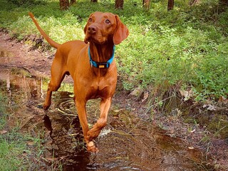 Hunting dog on a walk in the forest.