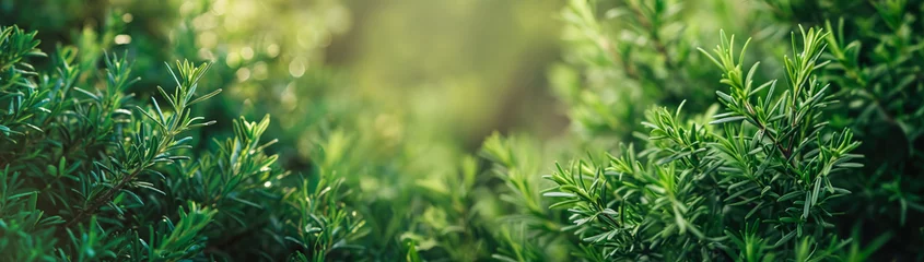 Foto op Plexiglas Detail of fresh rosemary herb. Rosemary herb garden, macro view background. © petrrgoskov