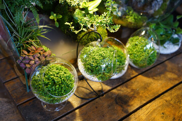plant in a glass container (terrarium)