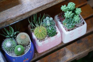 cactus in a pot