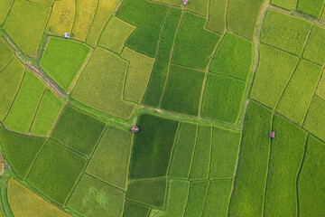 Beautiful aerial view natural of the terraced green and yellow rice field in rainy season for cultivation in Nan Province, Thailand.