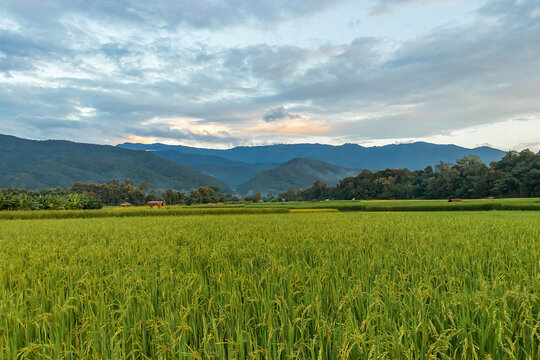 Beautiful yellow and green paddy rice field and mountain natural landscape background in Thailand.