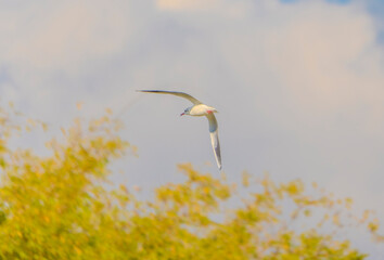 seagulls in flight