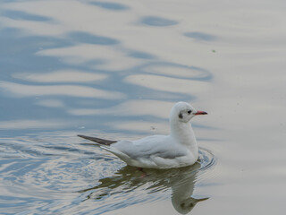 seagull on the water