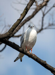 white seagull on a branch