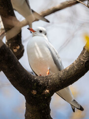 white seagull on a branch