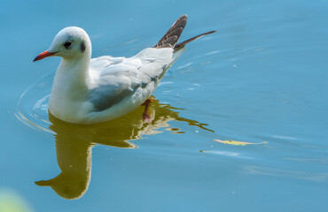 seagull on the water