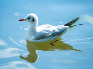 seagull on the water