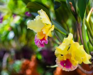 Beautiful yellow and pink orchids