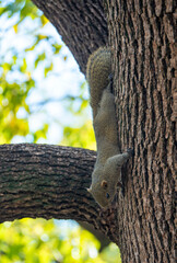 squirrel on tree