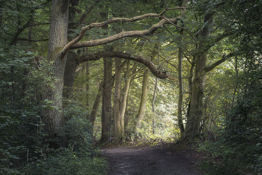 Tranquil Forest Grove Surrounded by Lush Greenery, Grasten Forest, Denmark