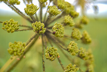 Hog parsnip seeds on which a ladybug crawls.