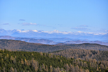 Mountain landscape. Coniferous forest with mountains covered with snow.