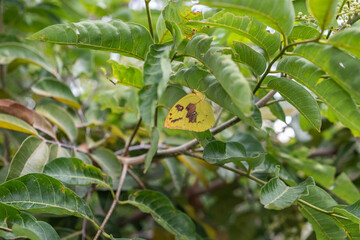 Beautiful yellow butterfly perch in a longan tree flower