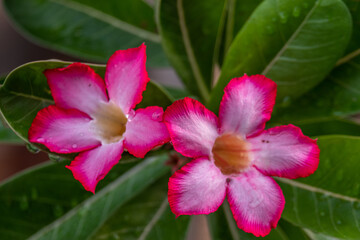 The pink color of adenium flowers with dew drops in the morning