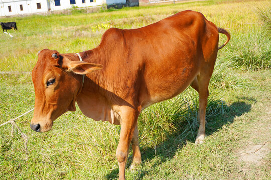 Portrait of healthy Beautiful red brown cow on green field background image.