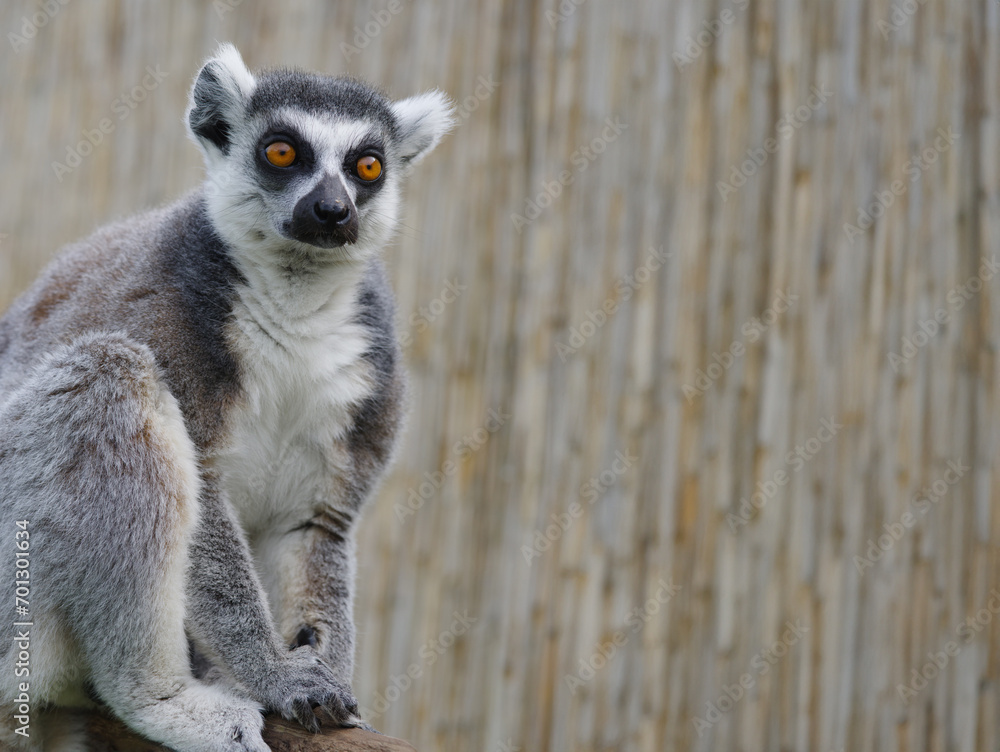 Sticker portrait lemur on a blurred background