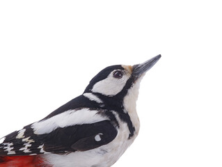 portrait great spotted woodpecker (Dendrocopos major) isolated on white background