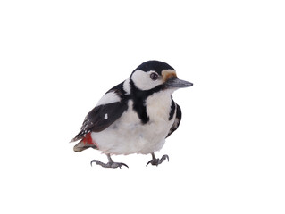 Great spotted woodpecker (Dendrocopos major) isolated on white background