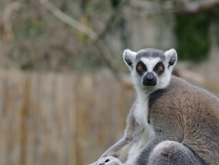 portrait lemur on a blurred background