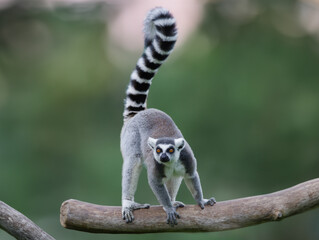 lemur with raised tail  on a blurred background