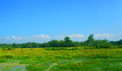 Obraz premium green grassy field blue sky cloud in sunlight in summer landscape background image.